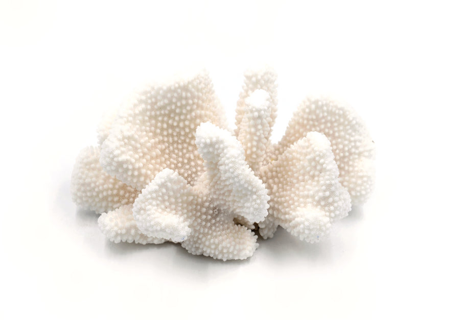 shop australian coral decor